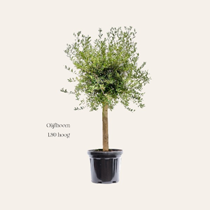 echte olijfboom 180 cm voor bruiloft en event decoratie